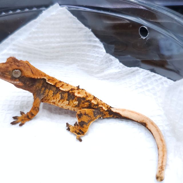 Extreme Harlequin Tangerine Tri