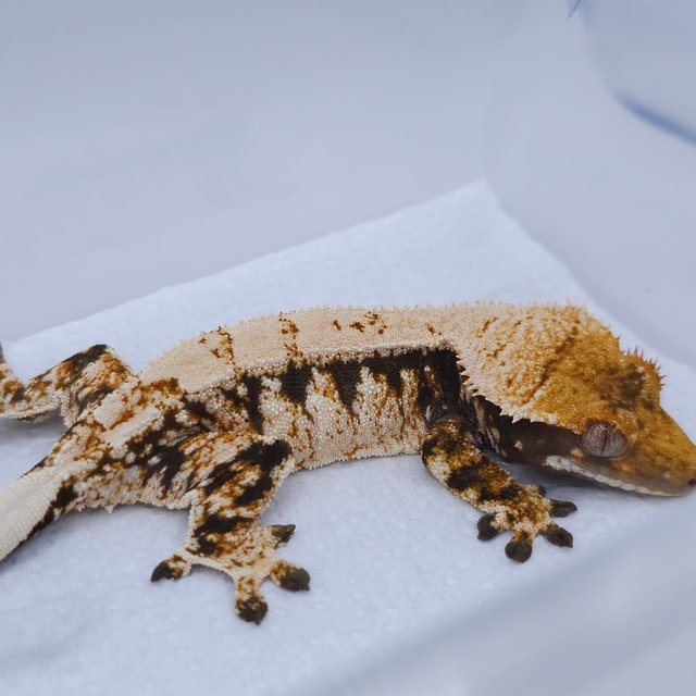 텐저린 트라이 익스트림할리퀸 화이트스팟