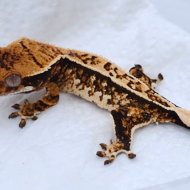Tangerine Tri Extreme Harlequin White Spot