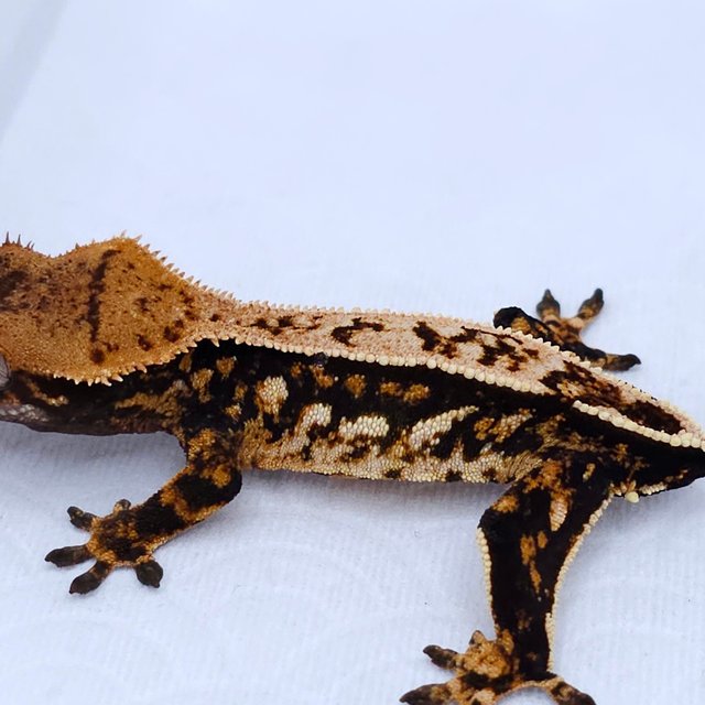 Pinstripe Tri Quad