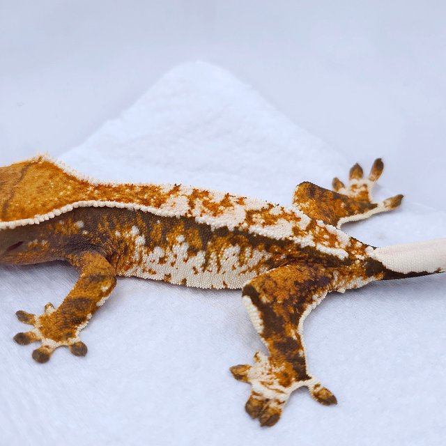 텐저린 트라이 익스트림할리퀸 화이트스팟