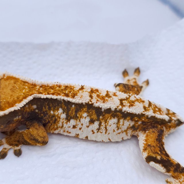 Tangerine Tri Extreme Harlequin Harlequin White Spot