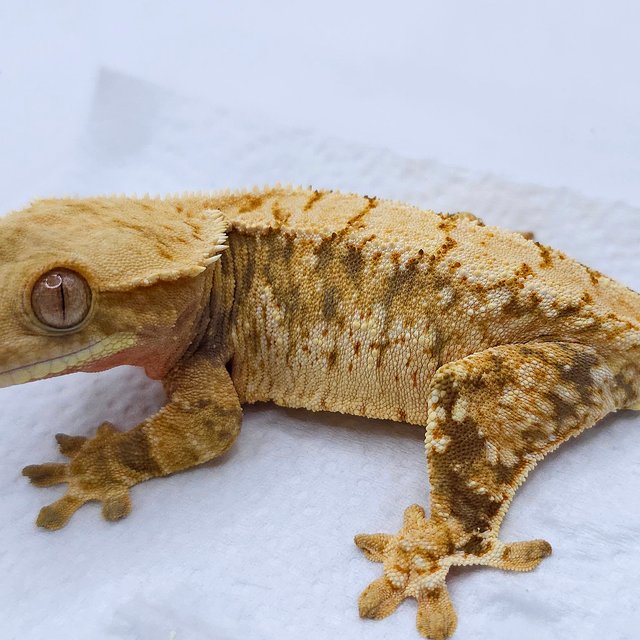 Red Tri Extreme Harlequin