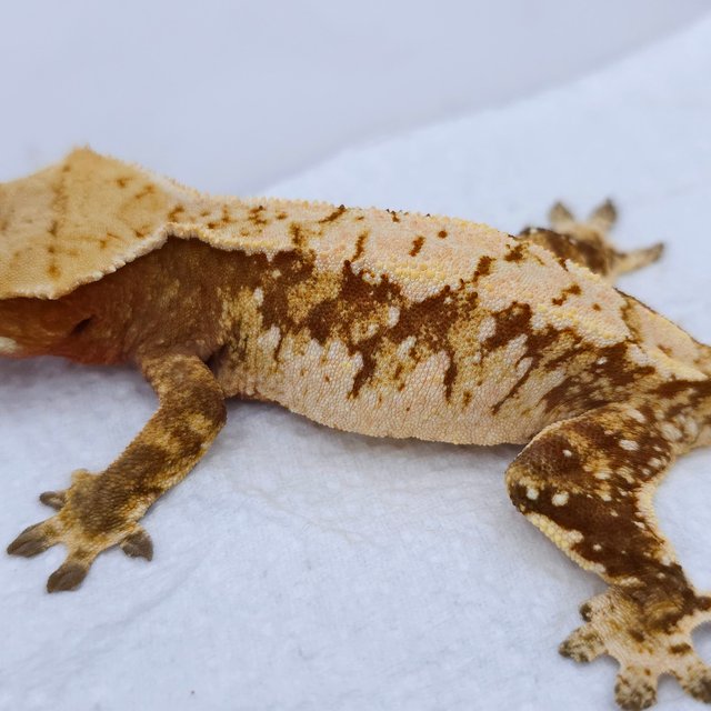 Red Tri Extreme Harlequin