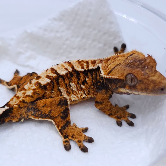 Tangerine Tri Extreme Harlequin