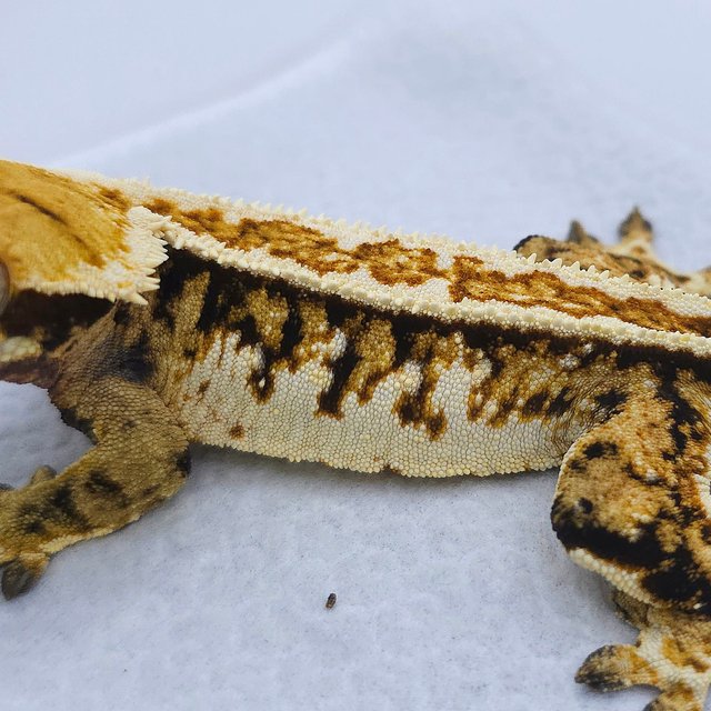 Normal Tri Extreme Harlequin Pinstripe