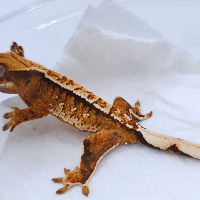 Tangerine Tri Extreme Harlequin White Spot