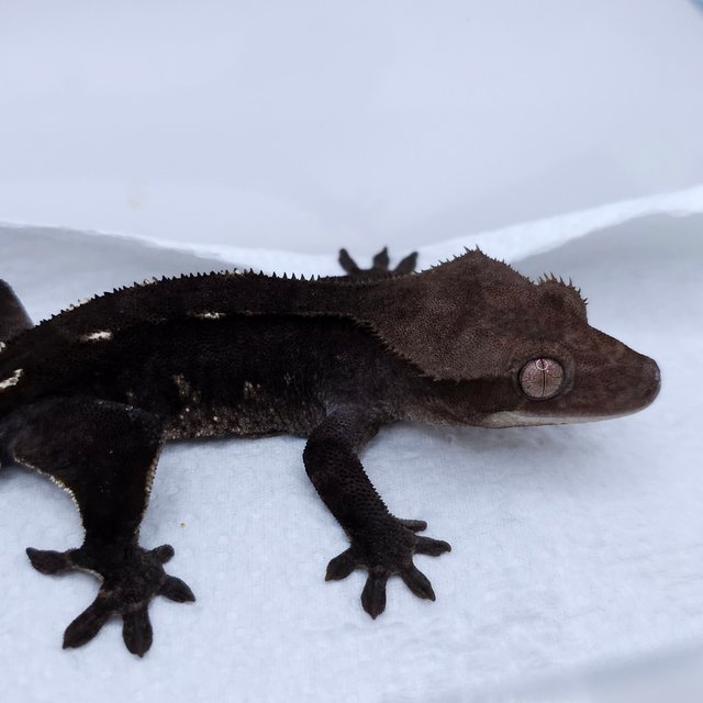 Axanthic