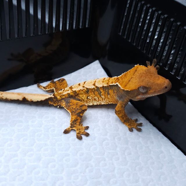 Extreme Harlequin Tri Tangerine