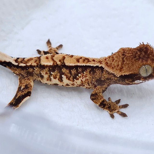 Tangerine Tri White Spot
