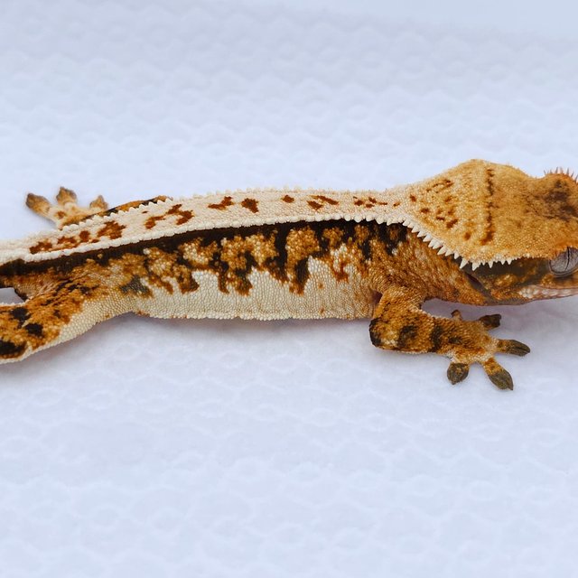 Tangerine Tri Quad Pinstripe