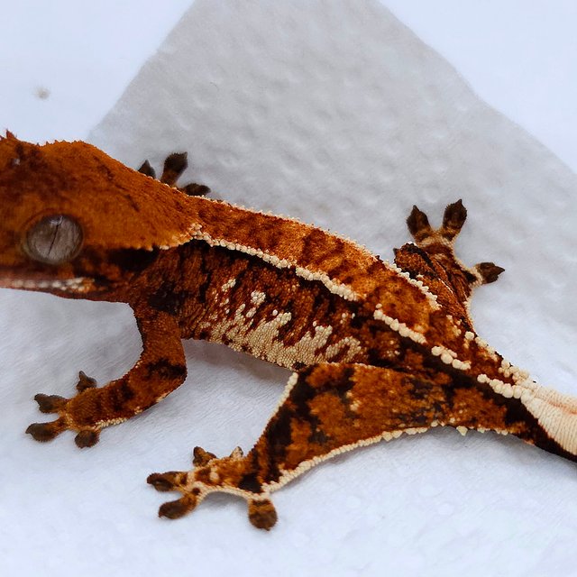 Tangerine Tri Extreme Harlequin Normal