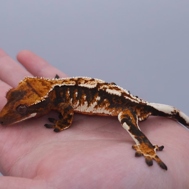 Tangerine Tri Extreme Harlequin White Spot