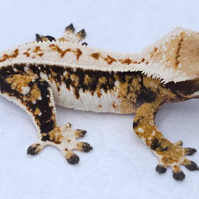 Tri Extreme Harlequin White Spot Pinstripe
