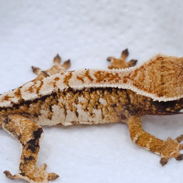 Tangerine Tri Extreme Harlequin White Spot