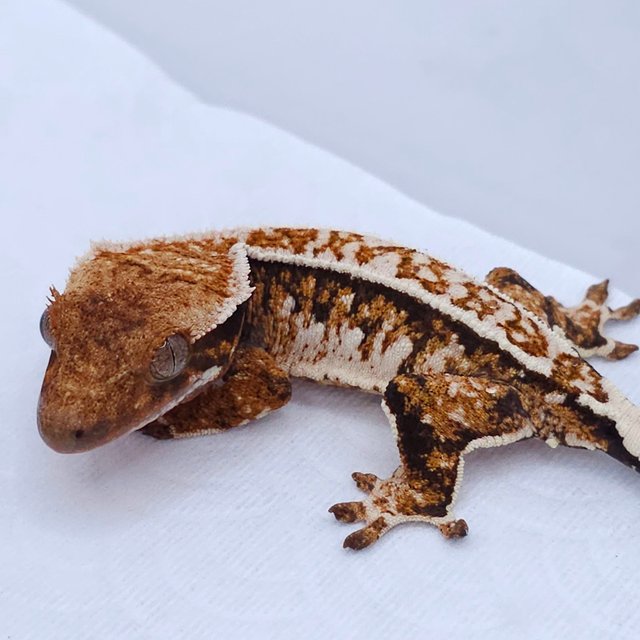 Tangerine Tri Extreme Harlequin White Spot