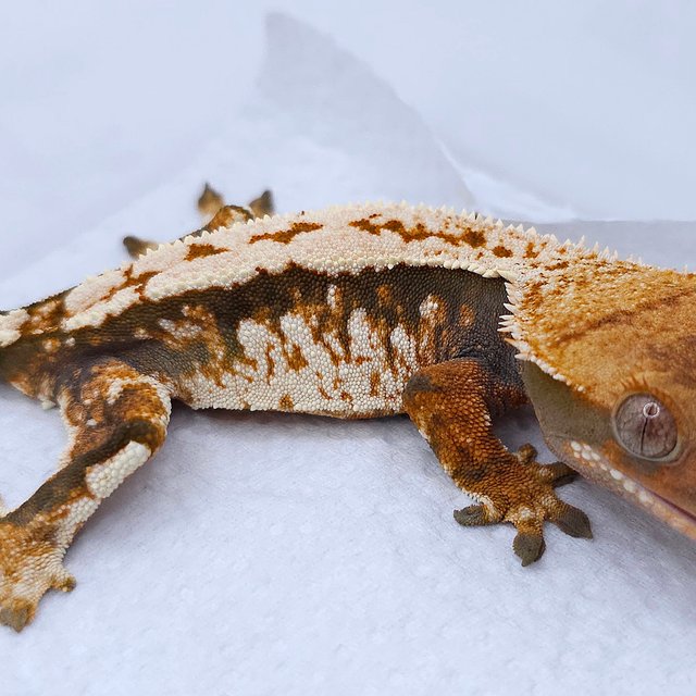 Tangerine Tri Extreme Harlequin Quad