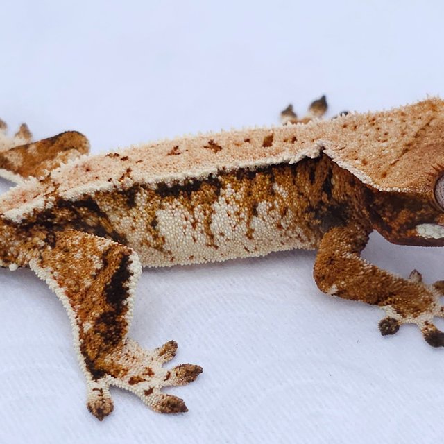Tangerine Tri Extreme Harlequin White Spot