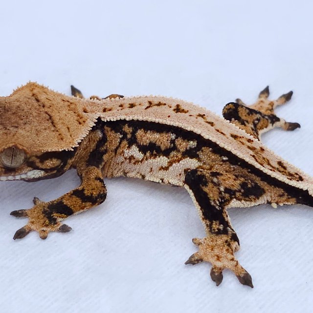 Pinstripe Tri Quad