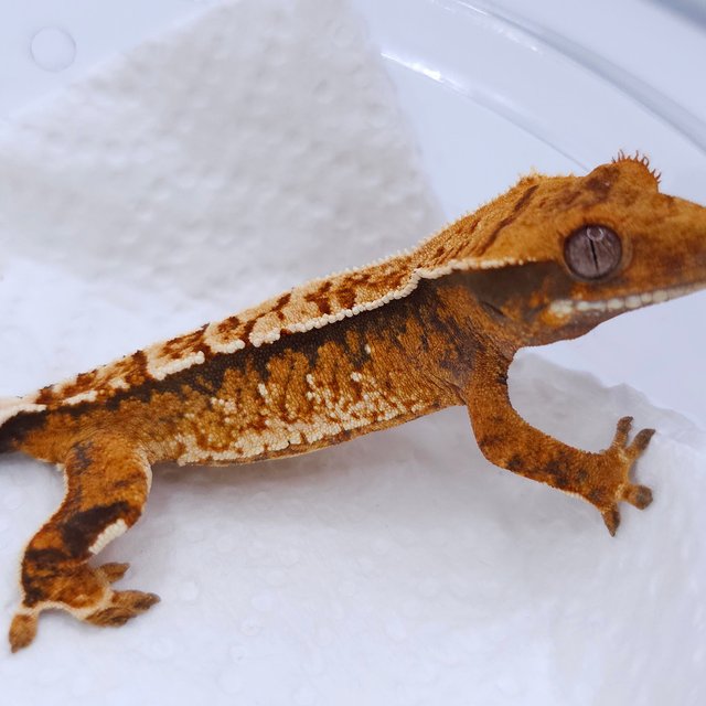 Tangerine Tri Extreme Harlequin White Spot