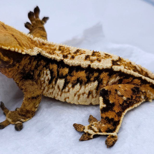 Tangerine Quad Tri Extreme Harlequin Pinstripe