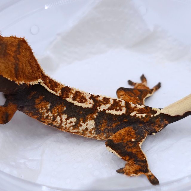 Tangerine Tri Extreme Harlequin Harlequin