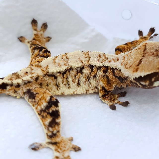 Extreme Harlequin White Spot Drippy Tri