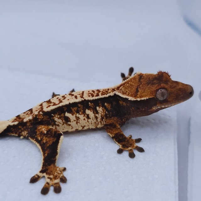 텐저린 트라이 익스트림할리퀸