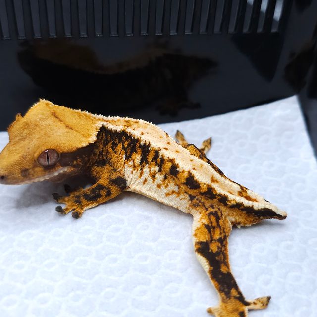 Tangerine Tri Extreme Harlequin