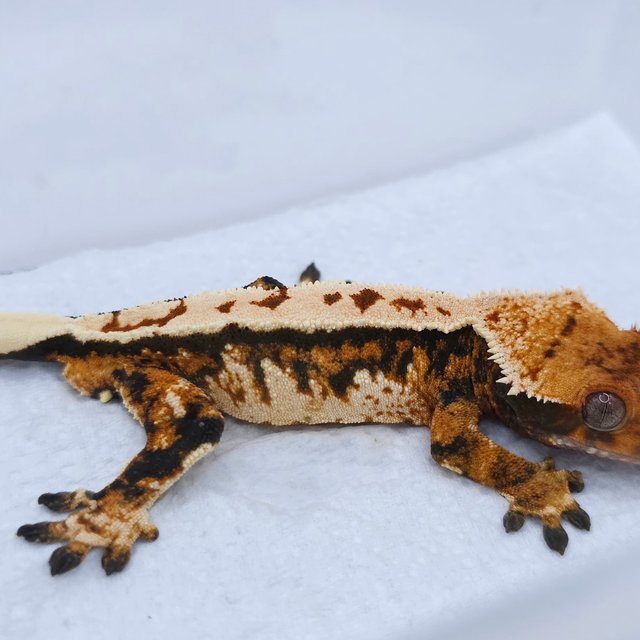 Tangerine Tri Extreme Harlequin Pinstripe