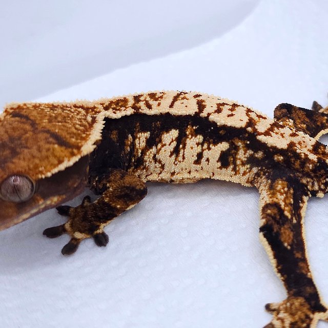 Tangerine Tri Extreme Harlequin