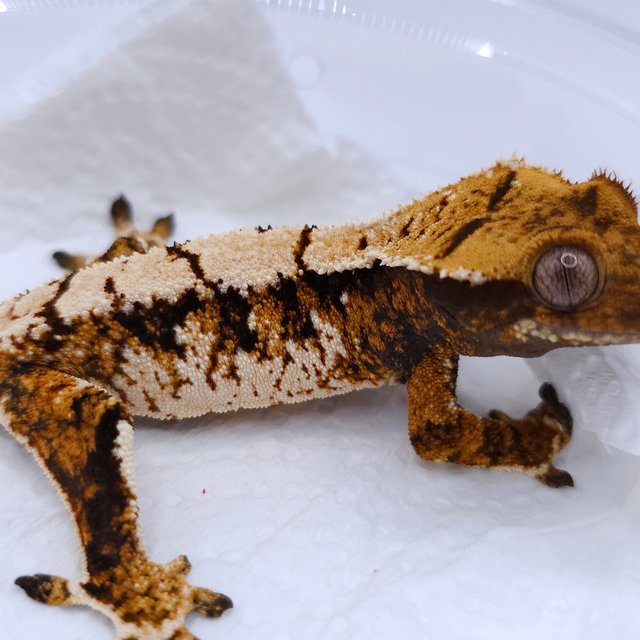 Tangerine Tri Extreme Harlequin White Spot