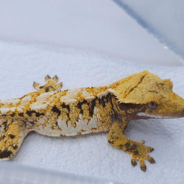 옐로우 트라이 익스트림할리퀸