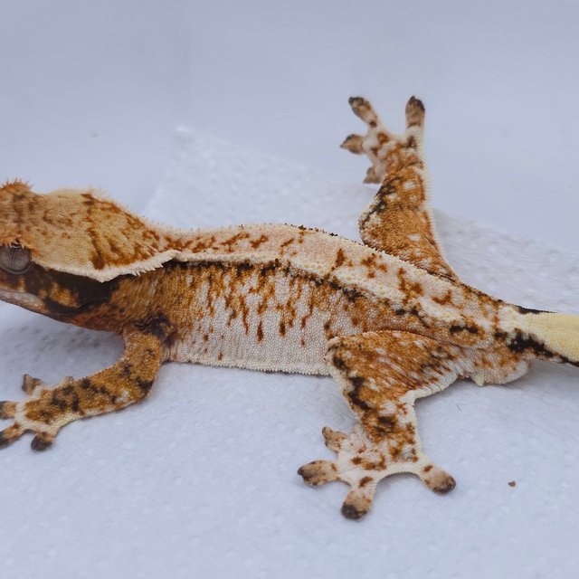 텐저린 트라이 익스트림할리퀸 화이트스팟