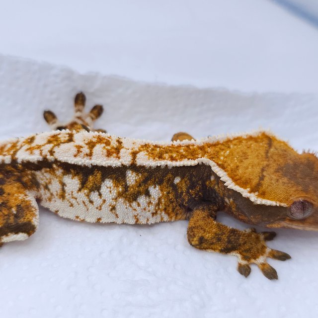 Tangerine Tri Extreme Harlequin Harlequin White Spot