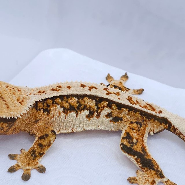 Tangerine Pinstripe Tri Quad
