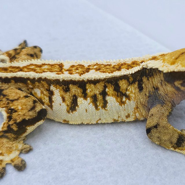Normal Tri Extreme Harlequin Pinstripe