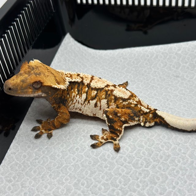 텐저린 트라이 익스트림할리퀸 화이트스팟