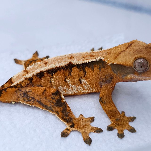 Tangerine Tri Extreme Harlequin