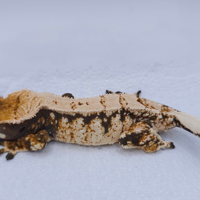 Tangerine Tri Extreme Harlequin White Spot Drippy