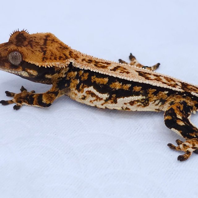 Pinstripe Tri Quad
