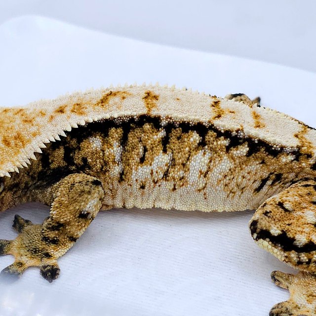 Tri Extreme Harlequin White Spot