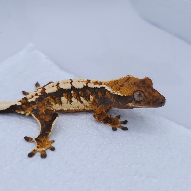 Tangerine Tri Extreme Harlequin