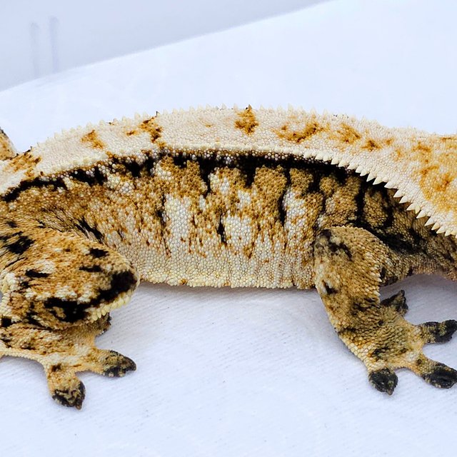 Tri Extreme Harlequin White Spot