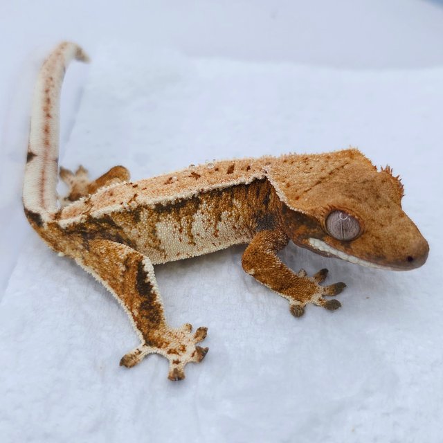 Tangerine Tri Extreme Harlequin White Spot