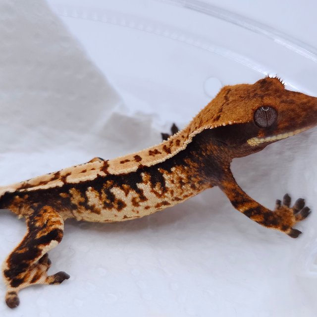 Tangerine Tri Extreme Harlequin