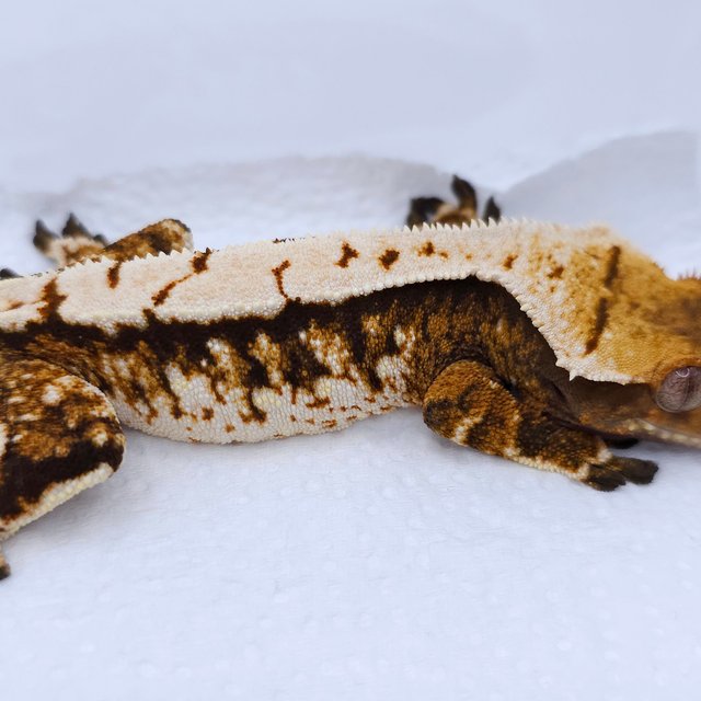 Tangerine Tri Extreme Harlequin White Spot