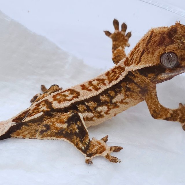 Tangerine Tri Pinstripe Quad White Spot