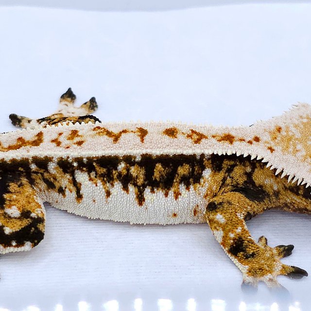 Quad Tri Pinstripe White Spot