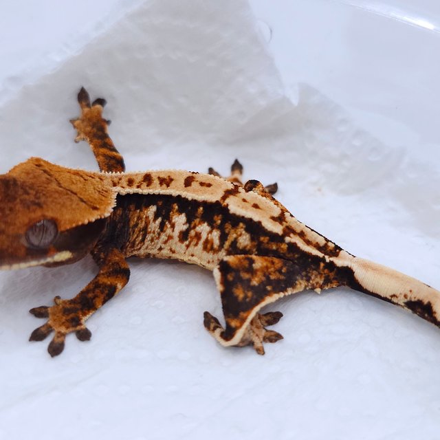 Tangerine Tri Extreme Harlequin